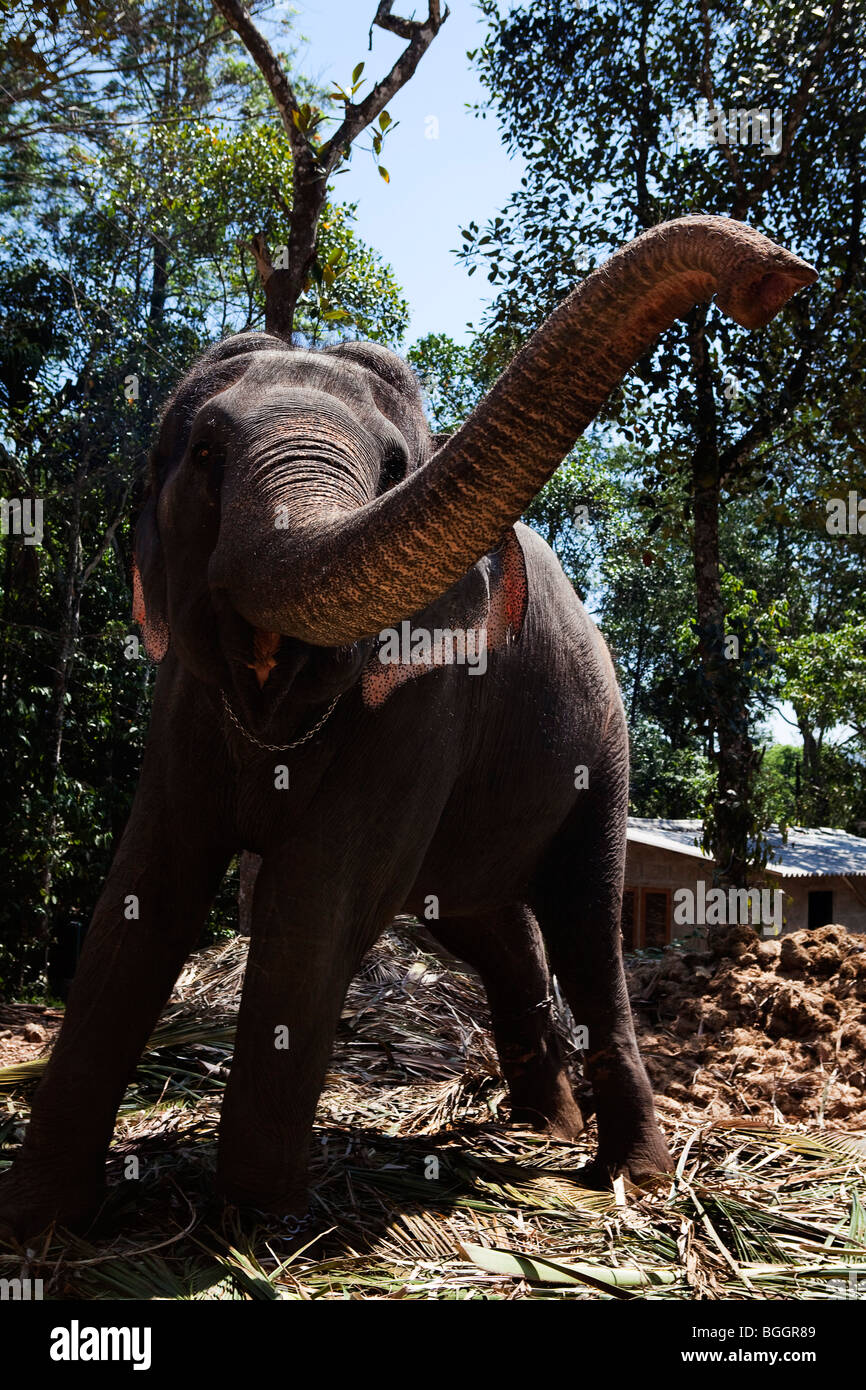 Elefantes domésticos en el estado de Kerala en la india Foto de stock