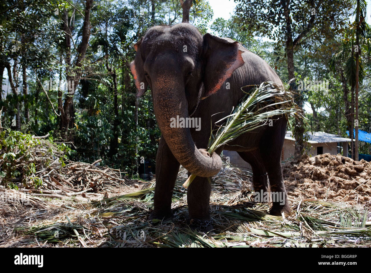 Elefantes domésticos en el estado de Kerala en la india Foto de stock