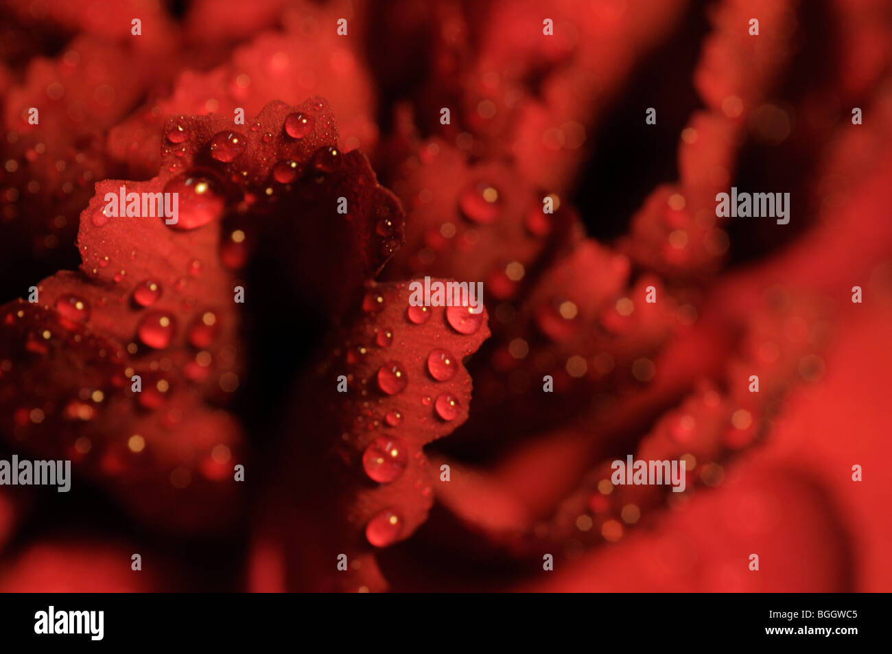 Detalle - los pétalos de una flor de clavel rojo con gotas de agua. Foto de stock