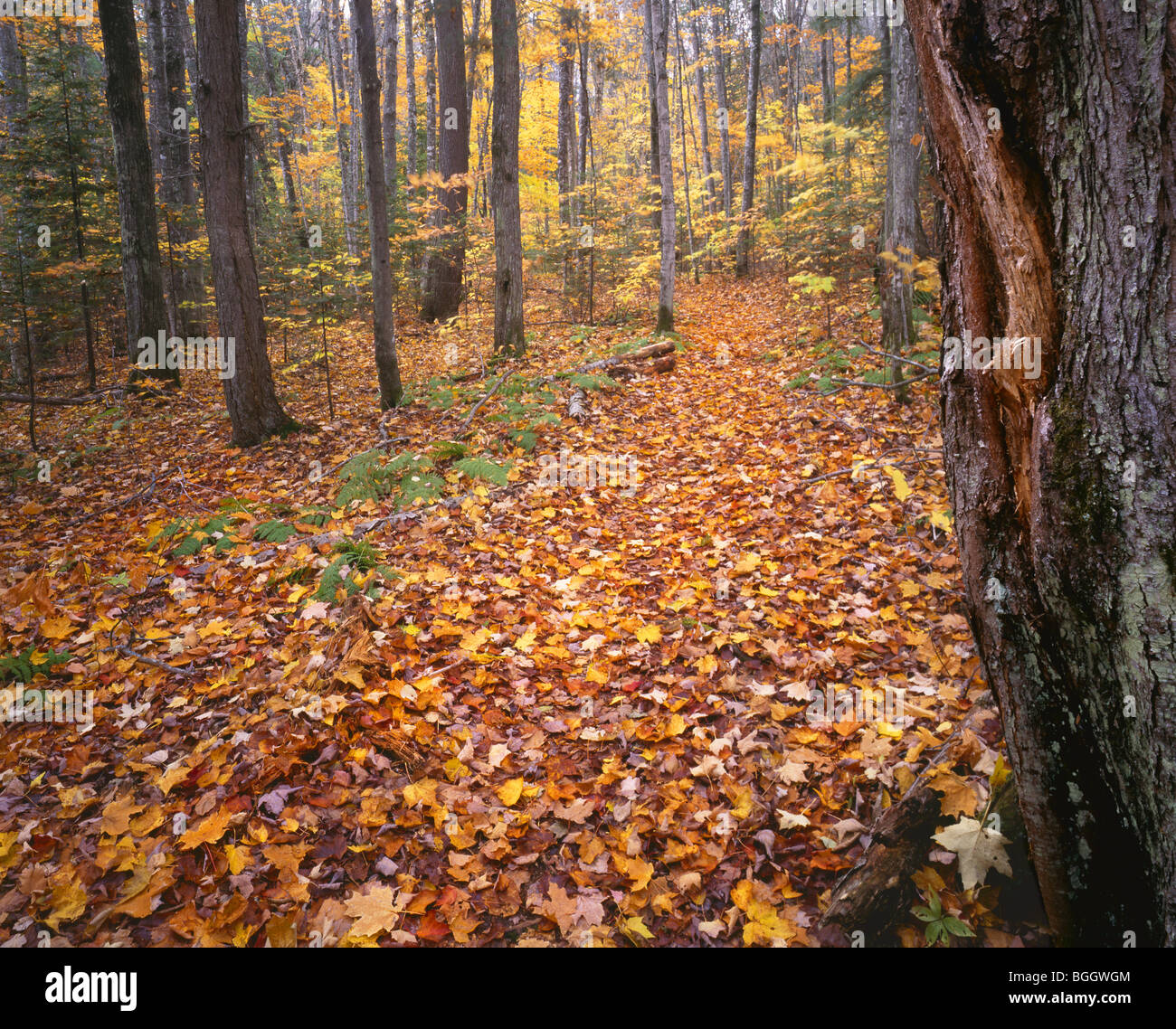 MICHIGAN bosque de frondosas a lo largo de la Beaver Lake Trail en
