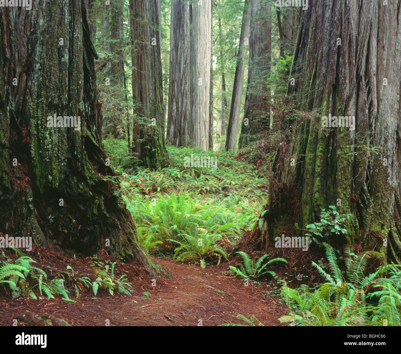 CALIFORNIA - Redwood Grove en el árbol de Boy Scout Trail en Jedediah Smith Redwoods State Park. Foto de stock