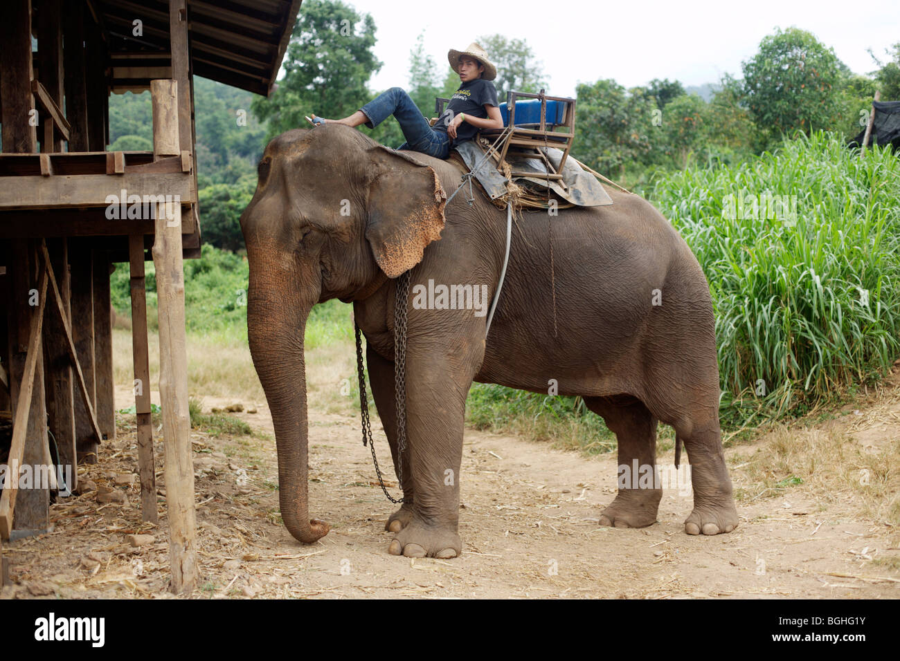 Un mahout descansa sobre un elefante en el norte de Tailandia Foto de stock