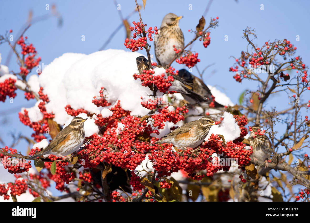 Y Redwings fieldfare encaramado en la rama de comer bayas rojas en invierno Foto de stock