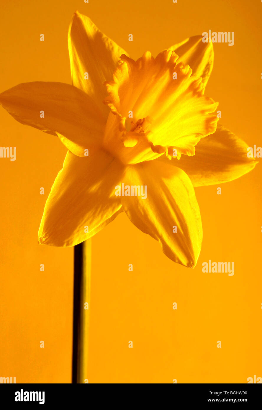 Un primer plano de un narciso amarillo brillante contra un fondo amarillo Foto de stock