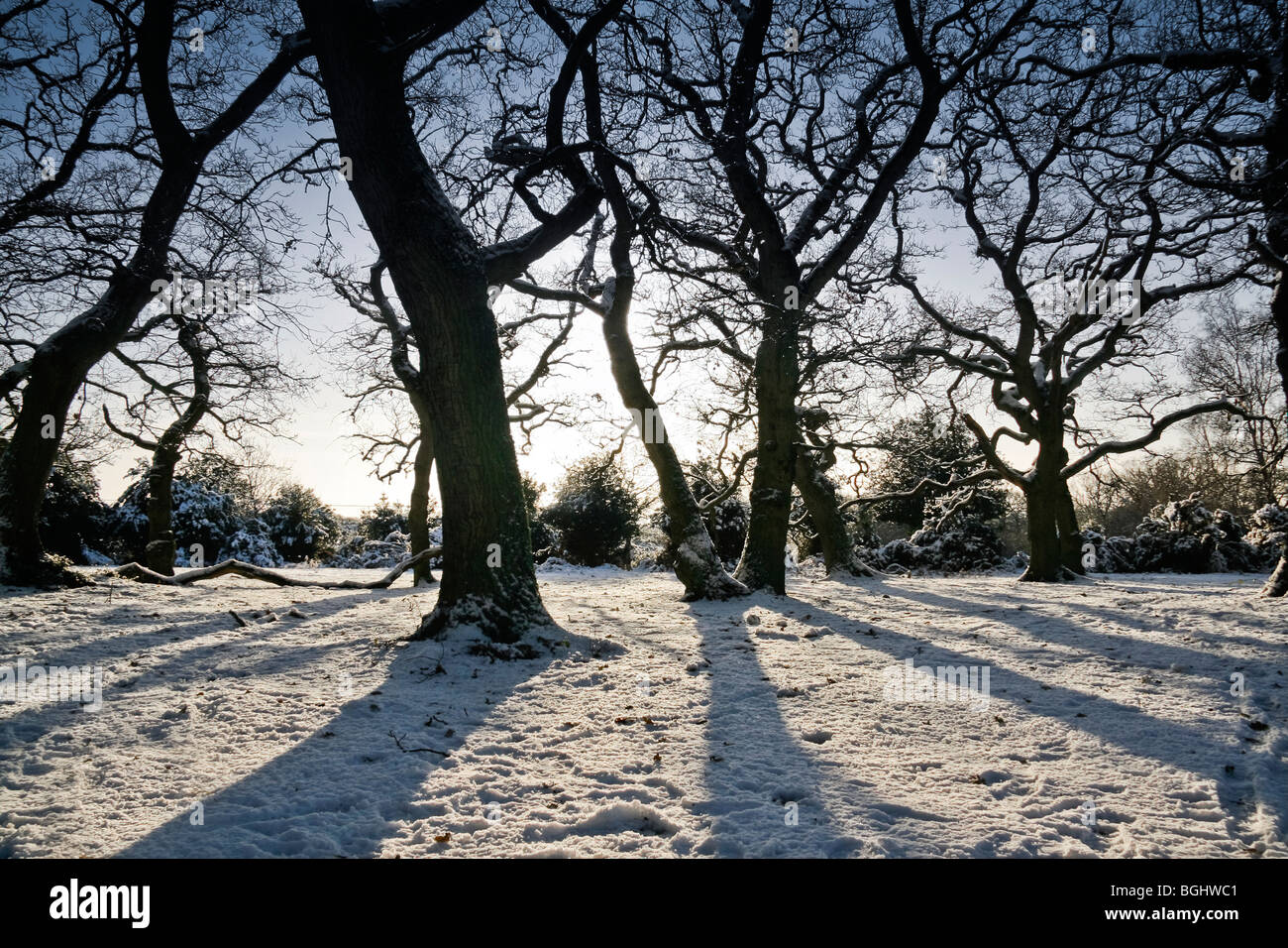 Árboles desnudos retroiluminada por sol de mañana a través de una compensación de bosques cubiertos de nieve Foto de stock