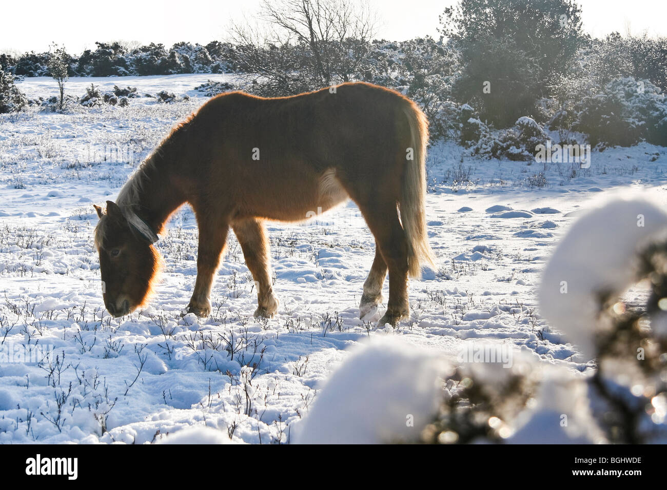 Un nuevo bosque pony pastando en terreno cubierto de nieve Foto de stock