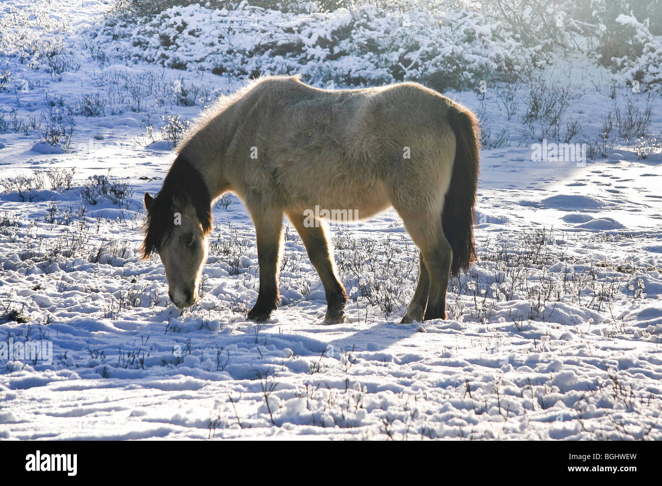 Un nuevo bosque pony pastando en terreno cubierto de nieve Foto de stock