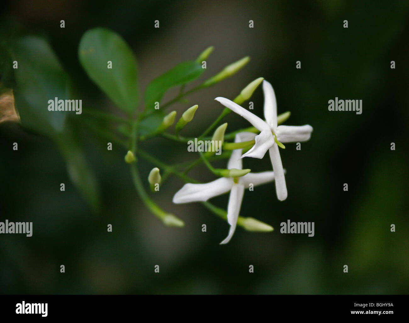 Jasminum azoricum fotografías e imágenes de alta resolución - Alamy