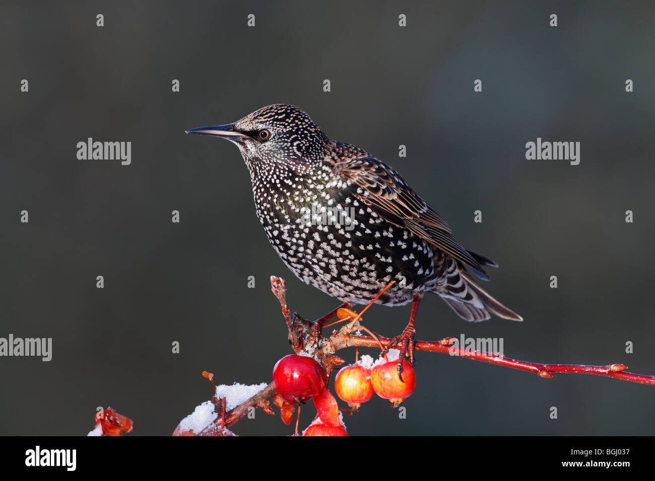 Estornino Sturnus vulgaris sobre nieve'y percas Foto de stock