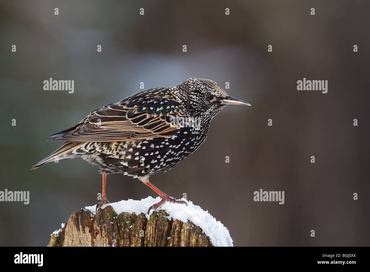 Estornino Sturnus vulgaris sobre nieve'y percas Foto de stock