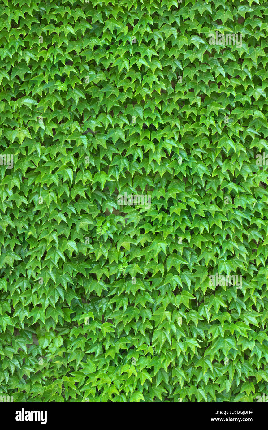 Hiedra densa en la pared frescas hojas verdes textura del fondo Foto de stock