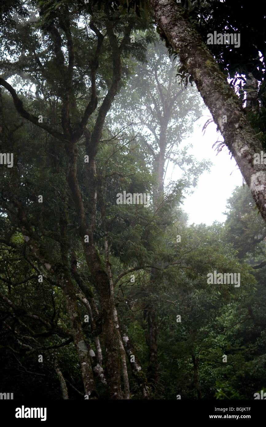 Vista del bosque nublado en Brasil highlands Foto de stock