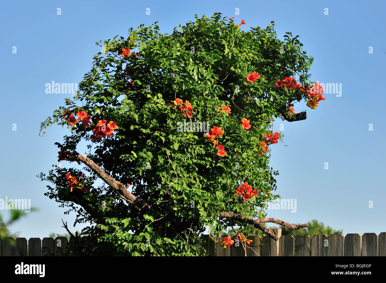 Un blooming trompeta Vid, Campsis radicans, crece en un árbol de durazno muerta. Se muestra contra un cielo azul. Oklahoma, EE.UU. Foto de stock