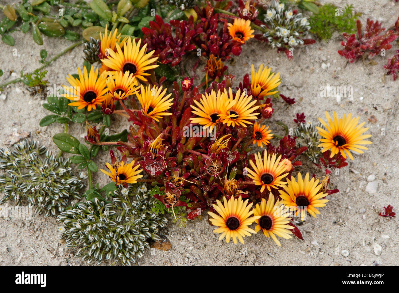 Flores silvestres en la playa, Western Cape, Sudáfrica Foto de stock