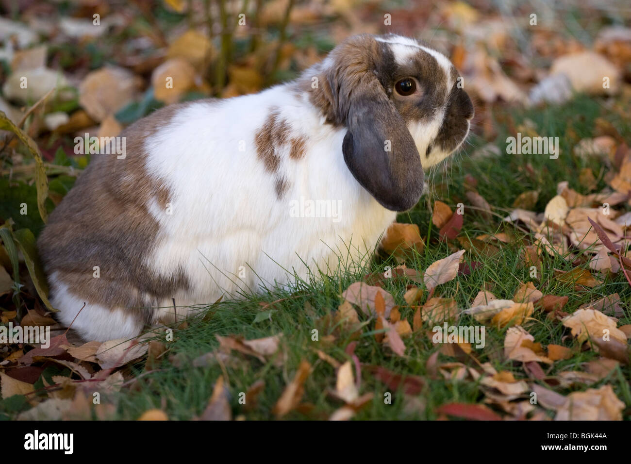 Holland Lop conejo enano mascota afuera en el césped en otoño Foto de stock