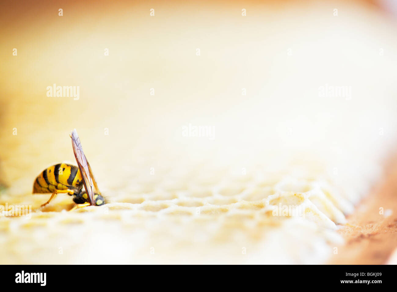 Wasp asaltando honeycomb en una colmena Foto de stock