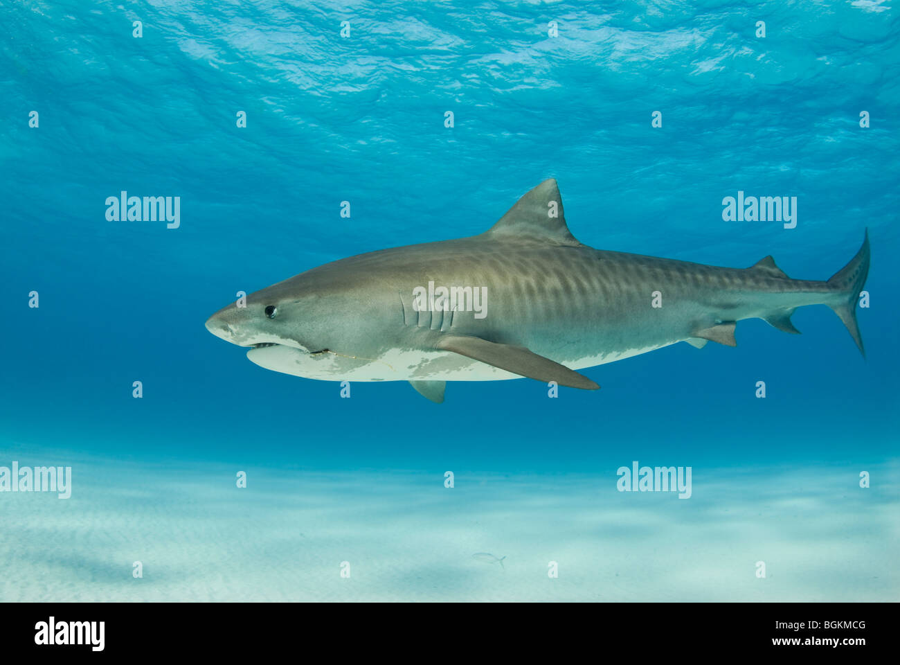 Vista lateral completa de un solitario tiburón tigre (Galeocerdo cuvier) en su ambiente natural Foto de stock