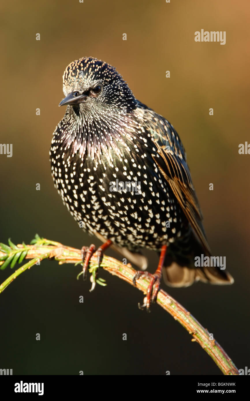 Starling (Sturnus vulagris) en plumaje de invierno mostrando manchas y plumaje iridiscente mientras encaramado Foto de stock