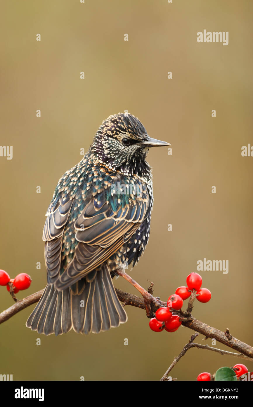 Starling (Sturnus vulagris) en plumaje de invierno mostrando manchas y plumas iridiscentes Foto de stock