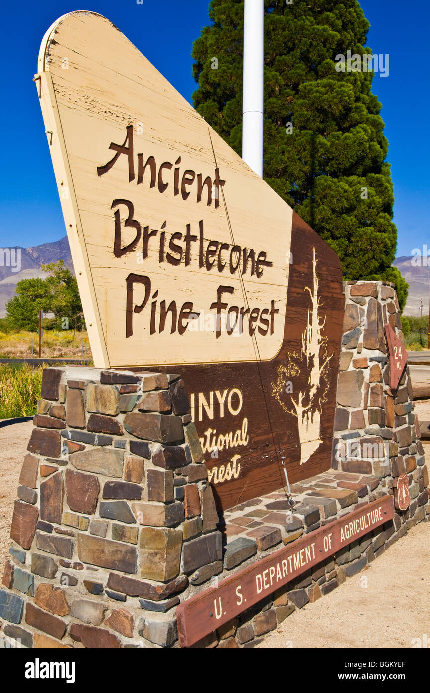 Antiguo bosque de pinos bristlecone signo, Inyo National Forest, White Mountains, California Foto de stock