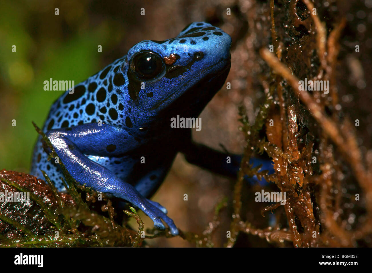 Blue Poison Dart Frog (Dendrobates tinctorius azureus) en cautiverio Foto de stock
