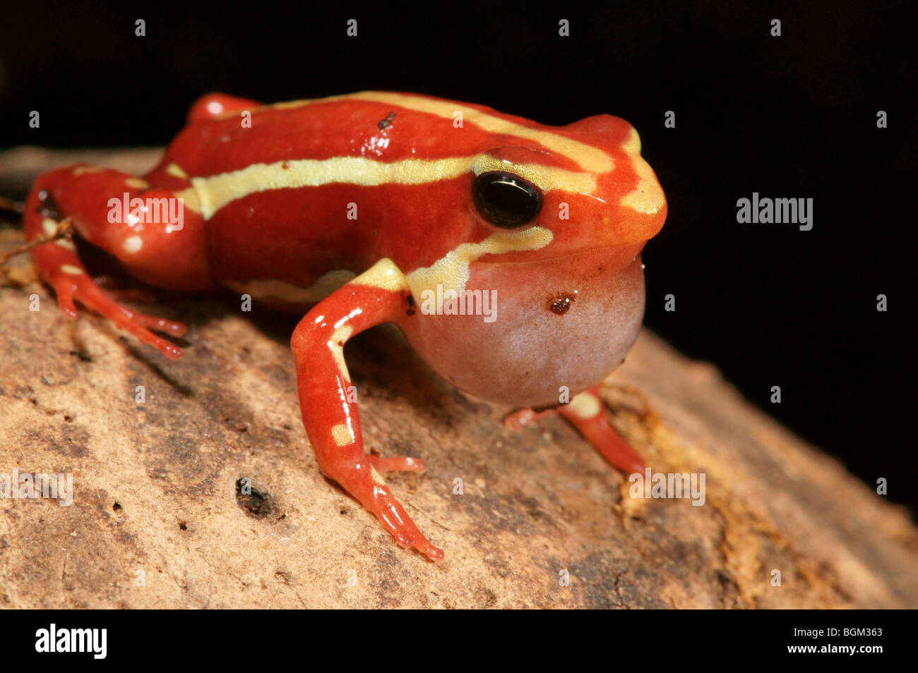 Phantasmal poison (rana Epipedobates tricolor) en cautiverio Foto de stock