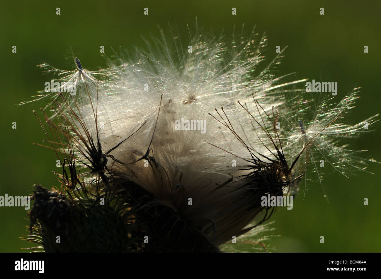 El vilano de plume (cardo Cirsium sp) Foto de stock