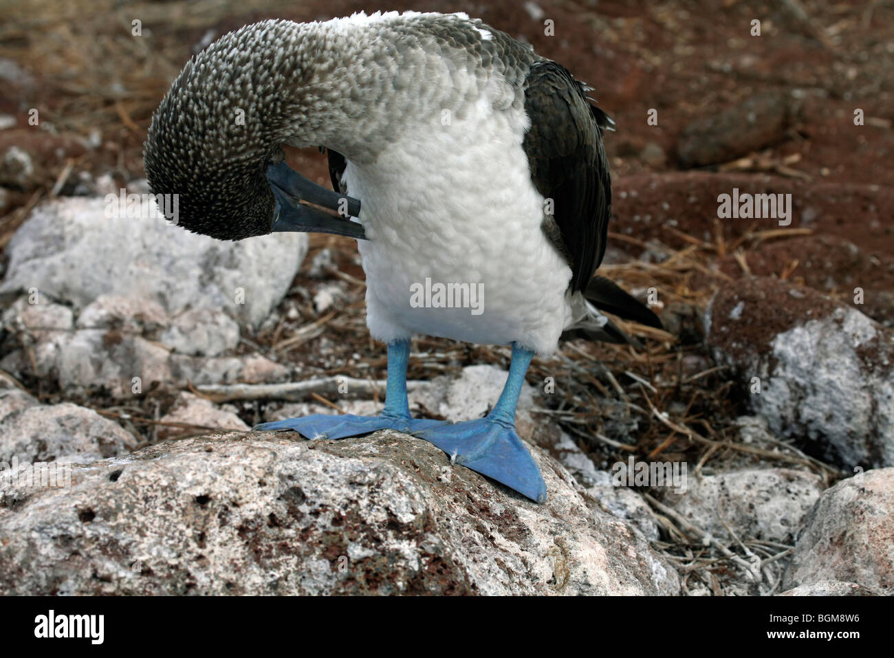 Piqueros de patas azules (Sula nebouxii excisa) acicalarse sus plumas, Islas Galápagos Foto de stock
