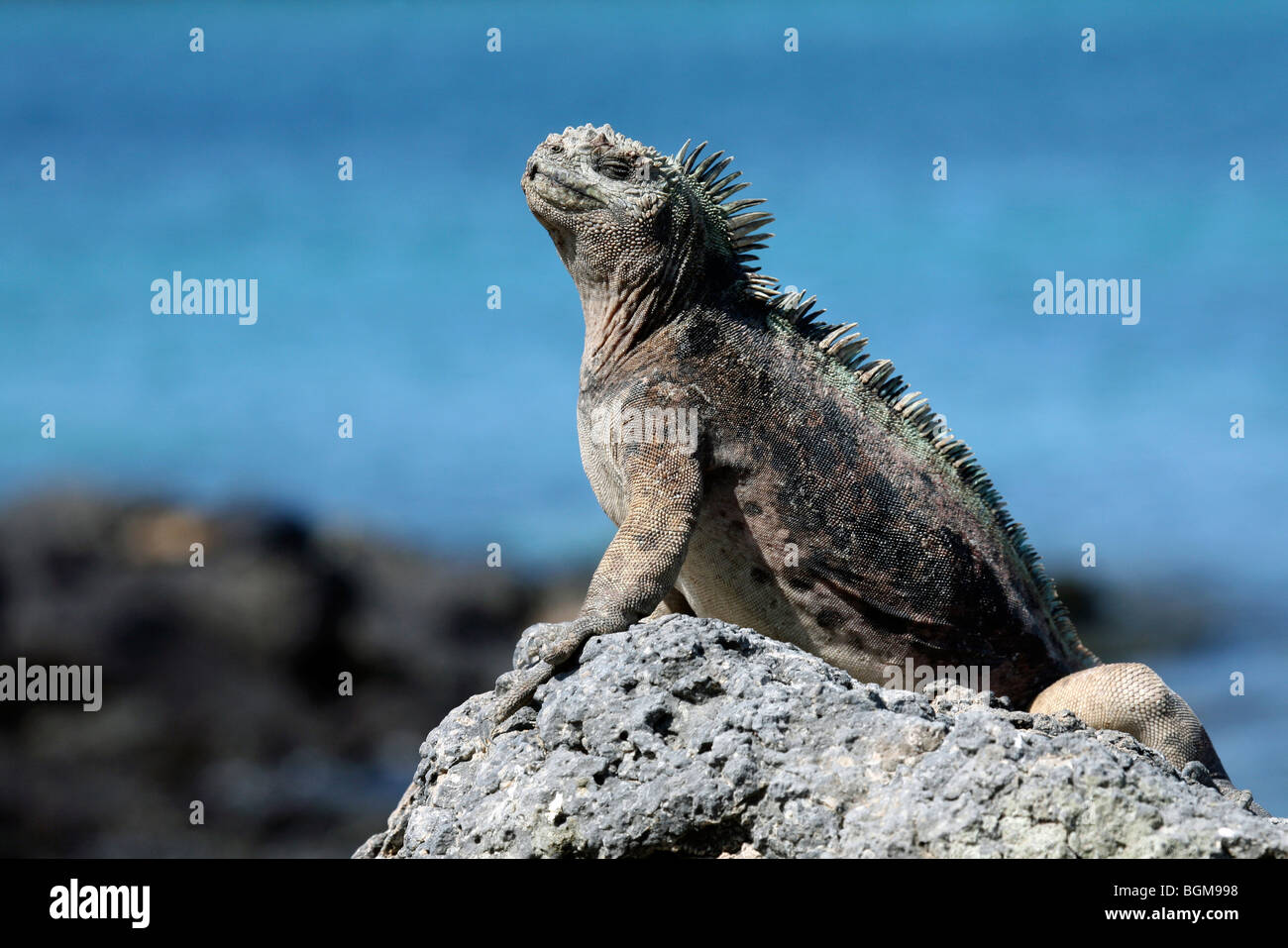 Iguana marina (Amblyrhynchus cristatus), Plazas sur Isla, Islas Galápagos, Ecuador, América Latina Foto de stock