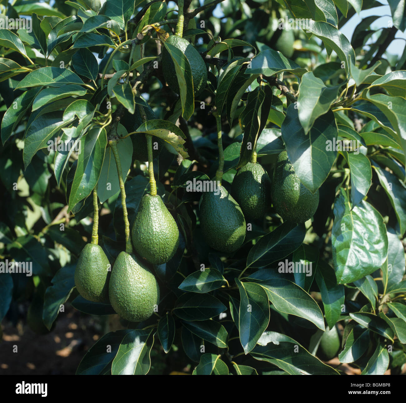 Casi maduros de frutas de Palta en un árbol de Sudáfrica Foto de stock