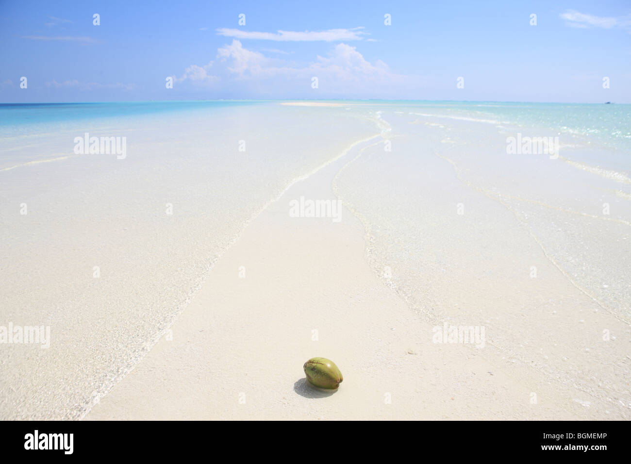 Coco en aguas poco profundas, las Islas Maldivas Foto de stock