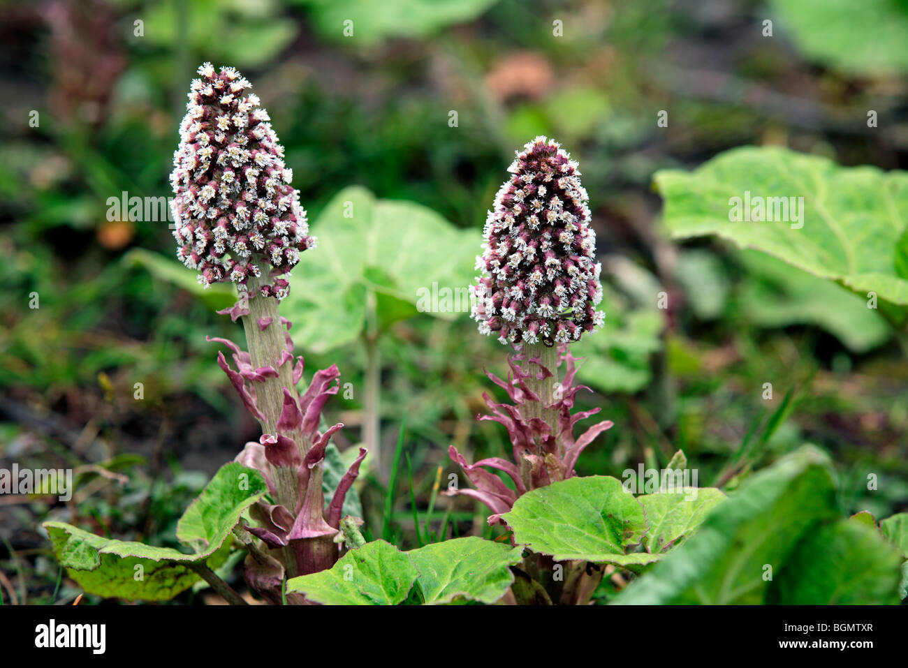 Butterbur común / bog ruibarbo (Petasites hybridus / Petasites officinalis) en flor Foto de stock