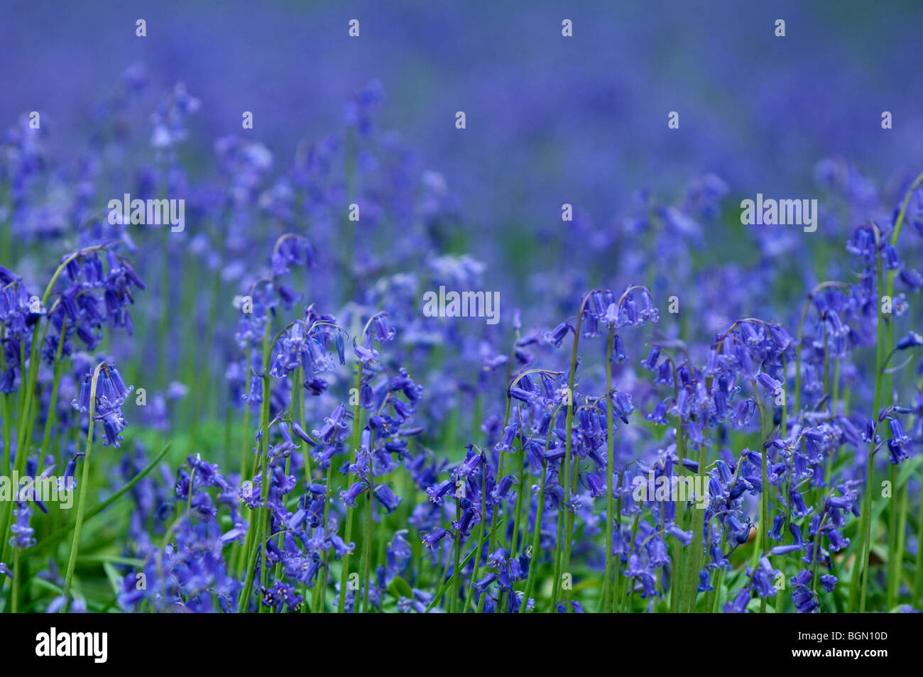 Las campánulas azules (Scilla non-scripta / Endymion nonscriptus / Hyacinthoides non-scripta) en flor en Spring Forest Foto de stock