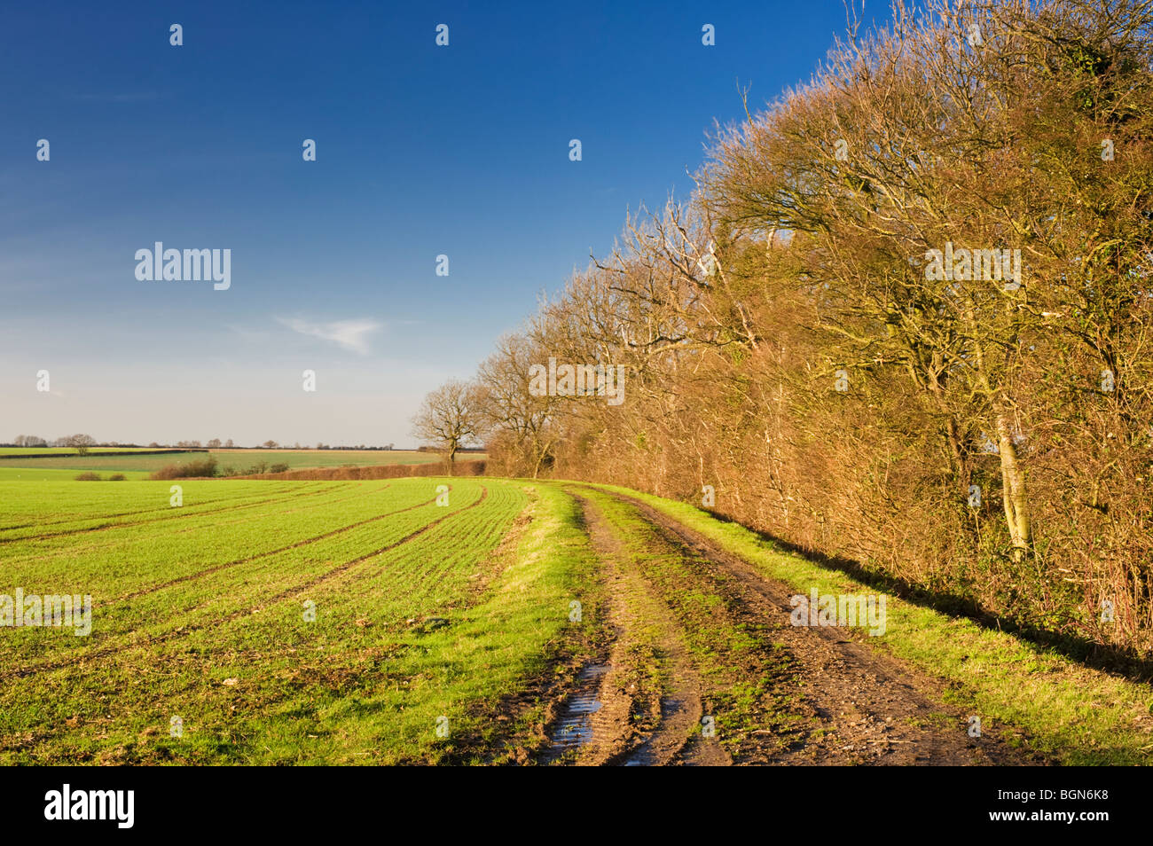 Campo de espinas fotografías e imágenes de alta resolución Alamy