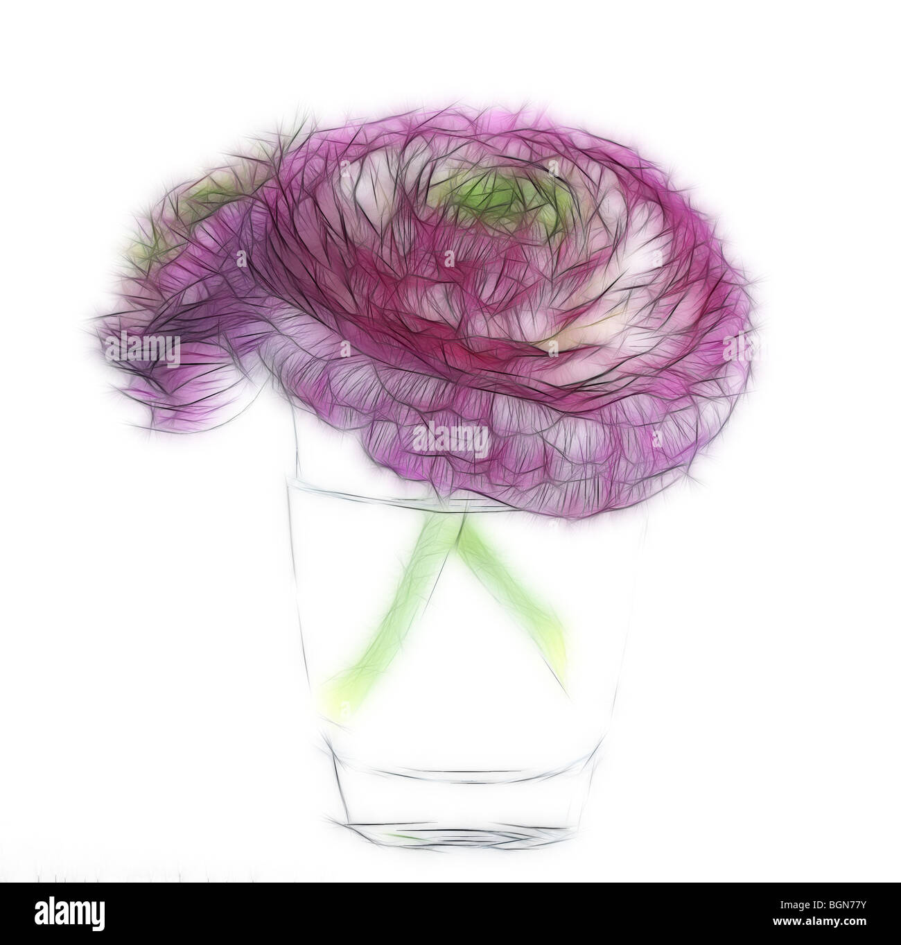 Foto Ilustrativa: Dos ranunculus cabezas de flores en un jarrón de cristal sobre un fondo blanco. Foto de stock