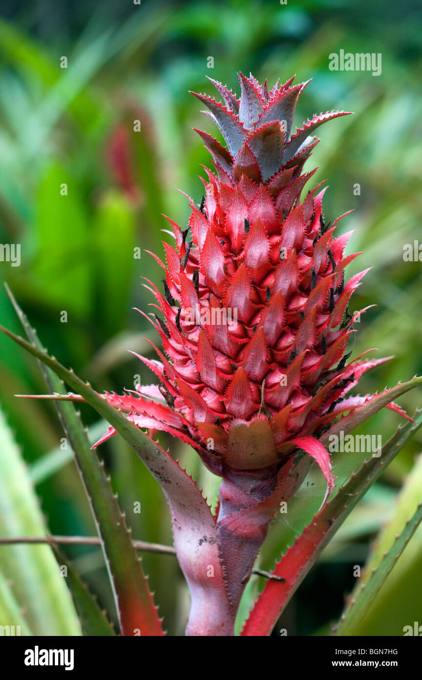 Flor de la planta de piña (Ananas comosus), Costa Rica Fotografía de