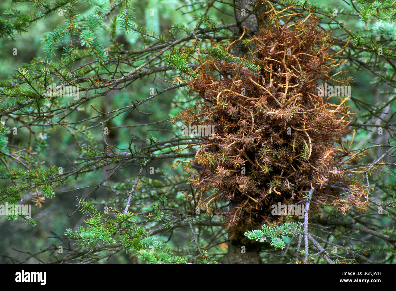 La escoba de bruja, un parásito de un blanco de abeto (Picea glauca) en la taiga, Denali NP, Alaska, EE.UU. Foto de stock