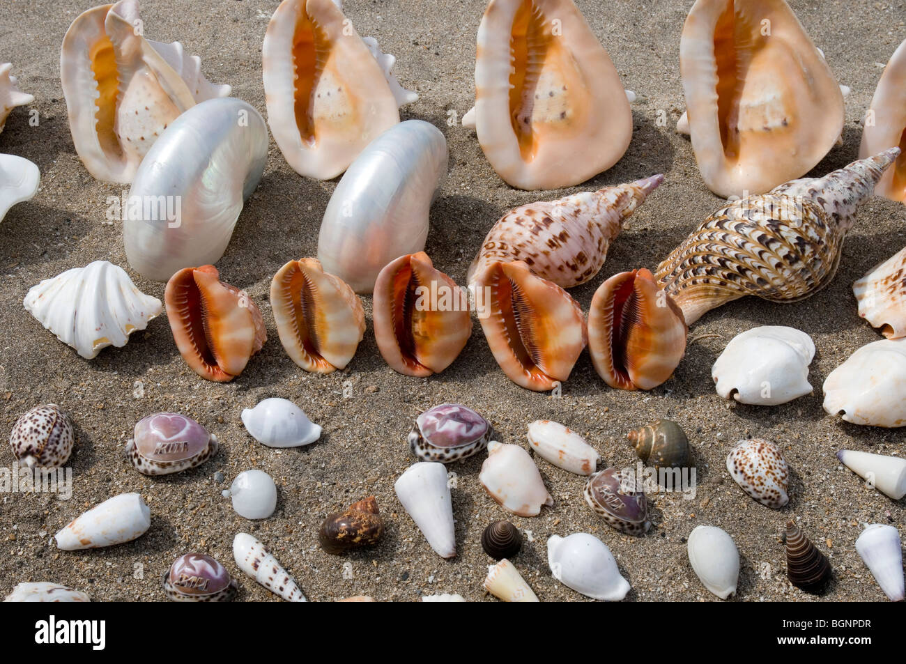 Conchas de Mar para la venta, la playa de Kuta, Bali, Indonesia Foto de stock