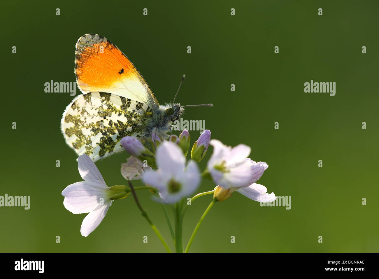 Naranja Anthocharis cardamines (tip) en flor de cuco (Cardamine pratensis), Bélgica Foto de stock