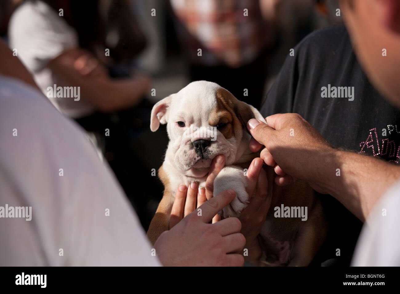 Varias manos para llegar a una pequeña mascota cachorro Bulldog Inglés. Foto de stock