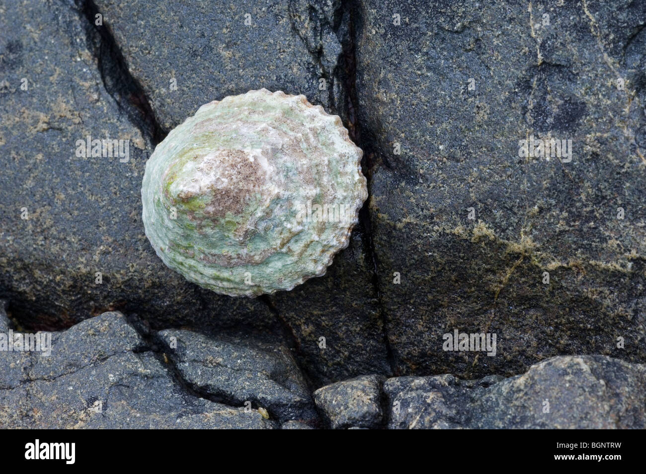 Limpet común europeo (Patella vulgata) sobre roca, Bretaña, Francia Foto de stock