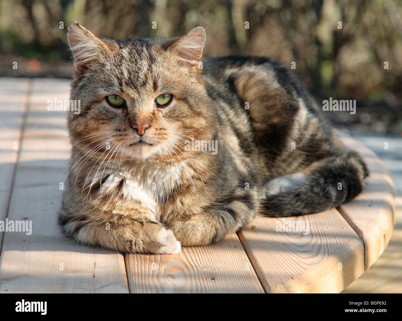 Un gato, Suecia Fotografía de stock - Alamy