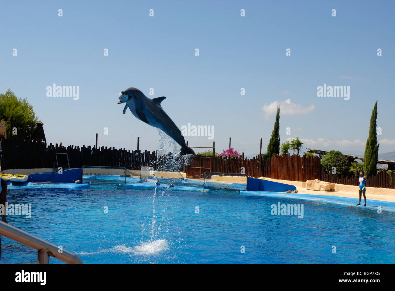 Delfín saltando para agarrar una pelota, Show de Delfines, Mundomar, Benidorm, Alicante, Comunidad Valenciana, España Foto de stock