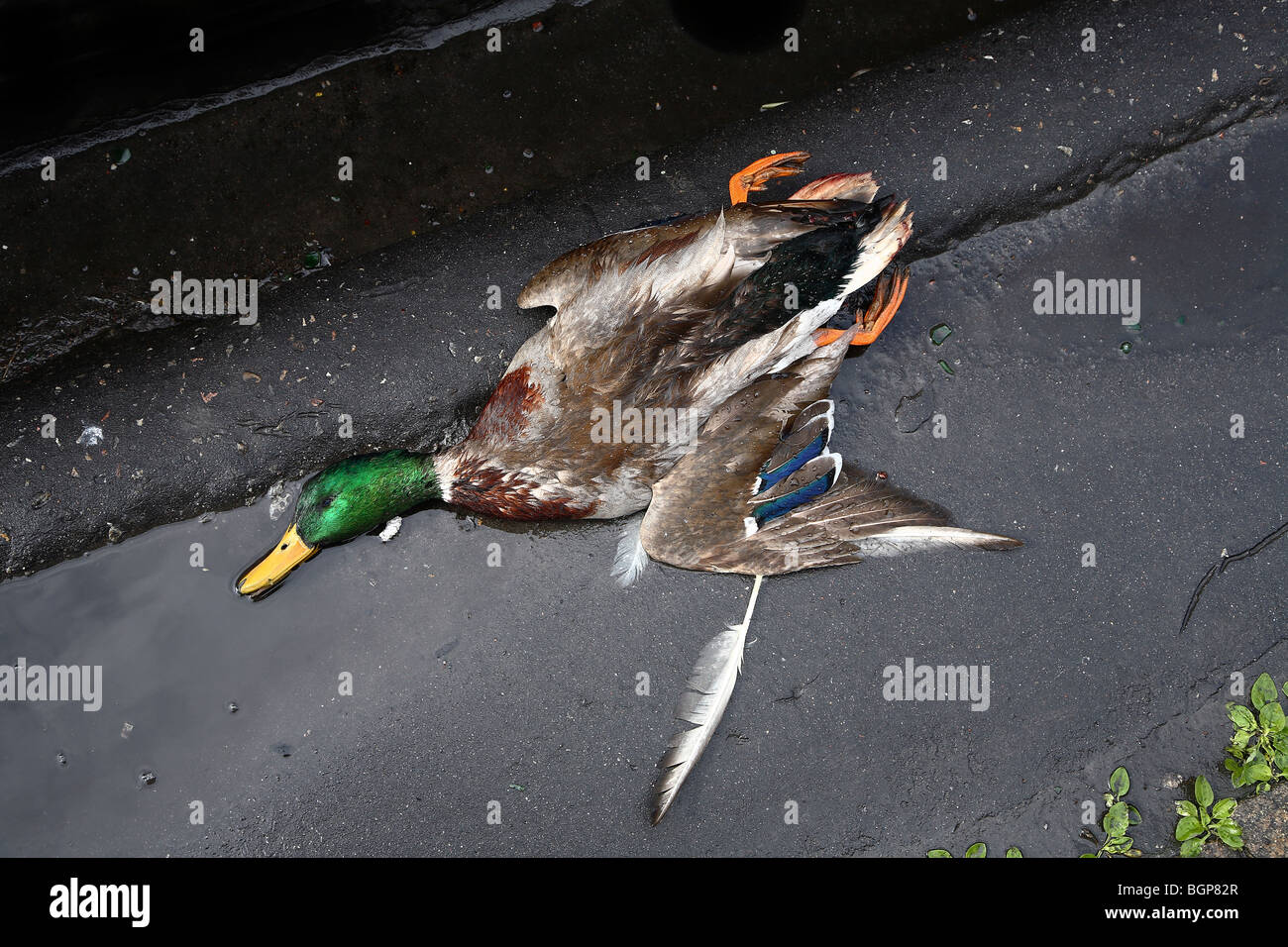 Pato muerto fotografías e imágenes de alta resolución - Página 2 - Alamy