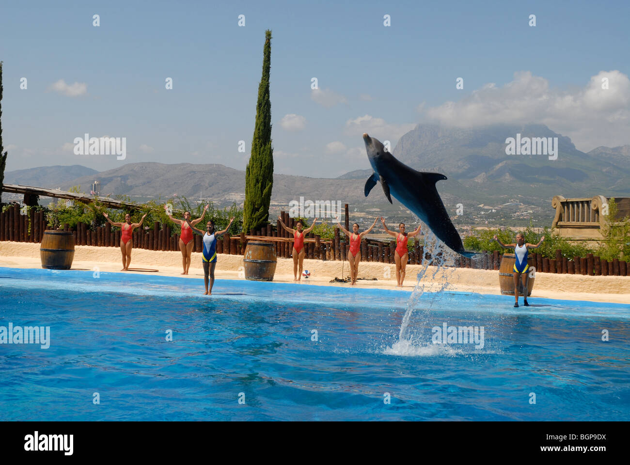 Salto de delfines durante el show, Mundomar, Benidorm, Alicante, Comunidad Valenciana, España Foto de stock