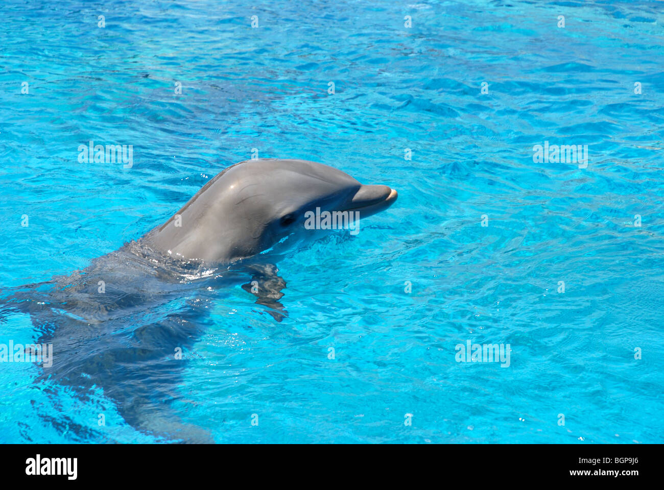 Los delfines, Mundomar, Benidorm, Alicante, Comunidad Valenciana, España Foto de stock