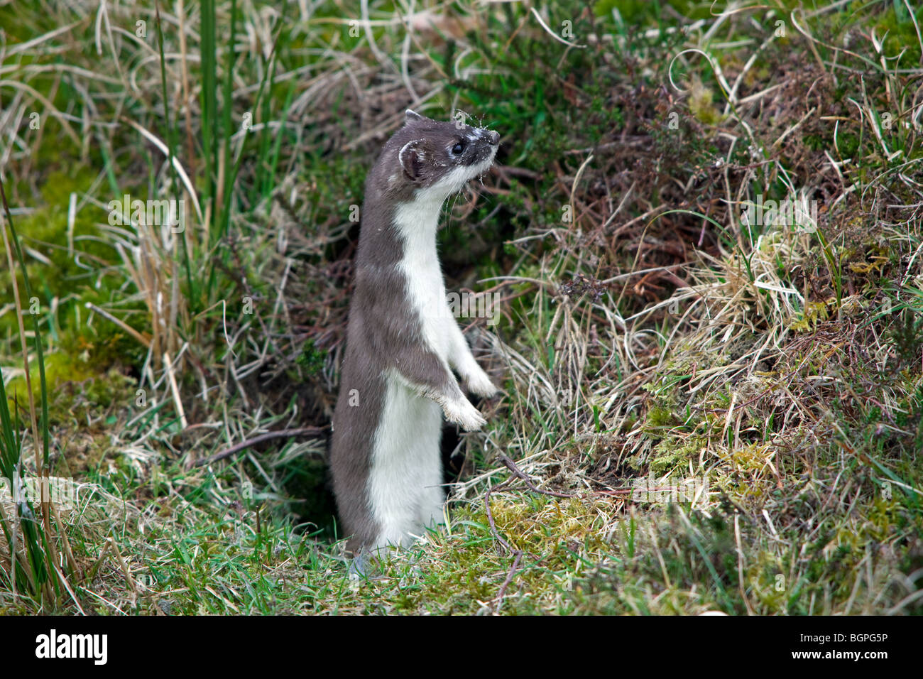 / Armiño armiño / short-tailed comadreja (Mustela erminea) en verano cubra dejando burrow Foto de stock