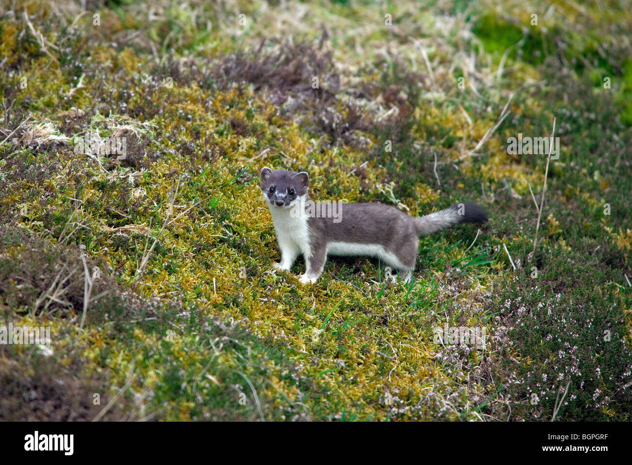 / Armiño armiño / short-tailed comadreja (Mustela erminea) en el verano de abrigo en brezales Foto de stock