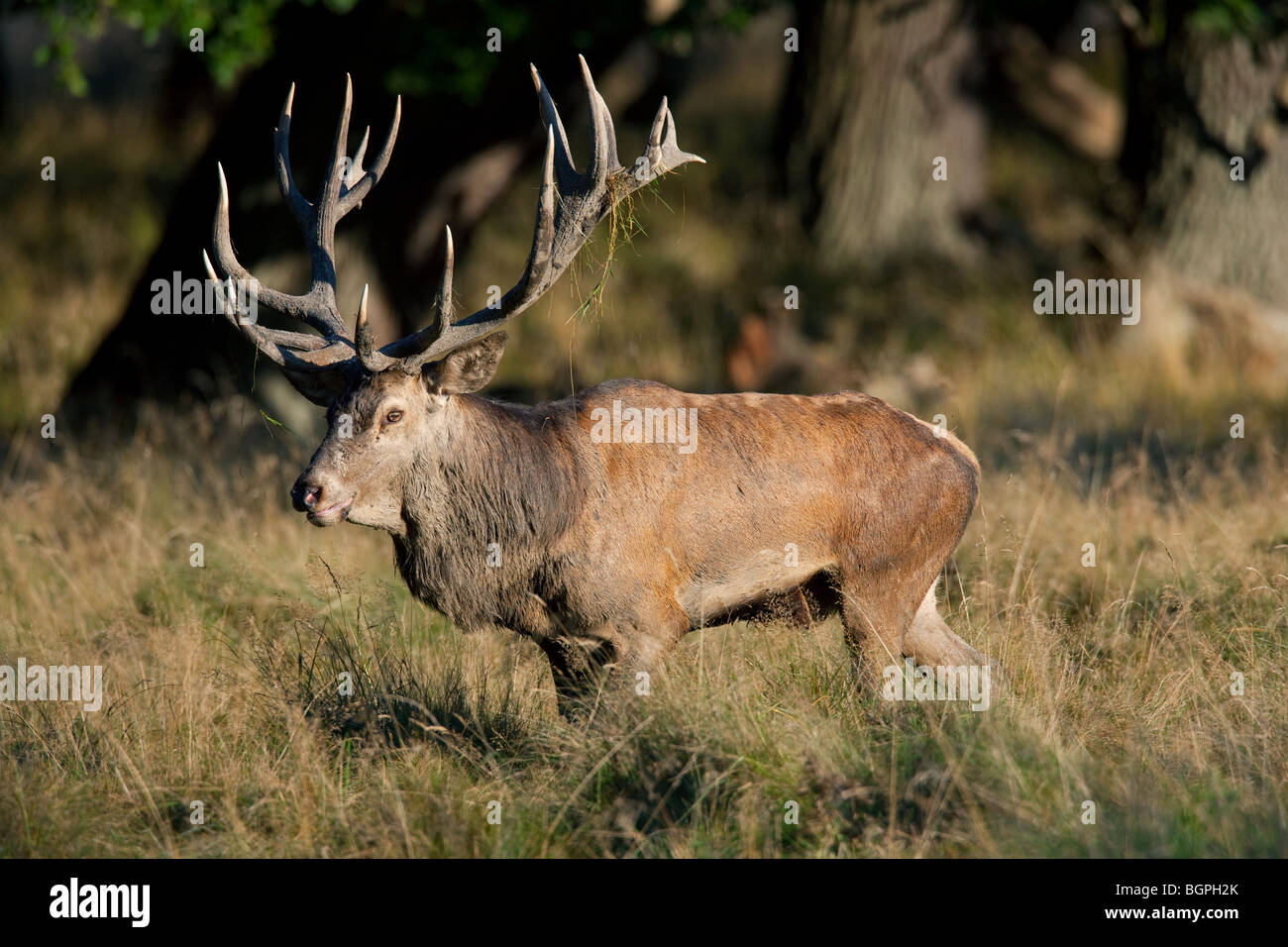Ciervo rojo (Cervus elaphus) stag durante la rutina en otoño, Dinamarca Foto de stock