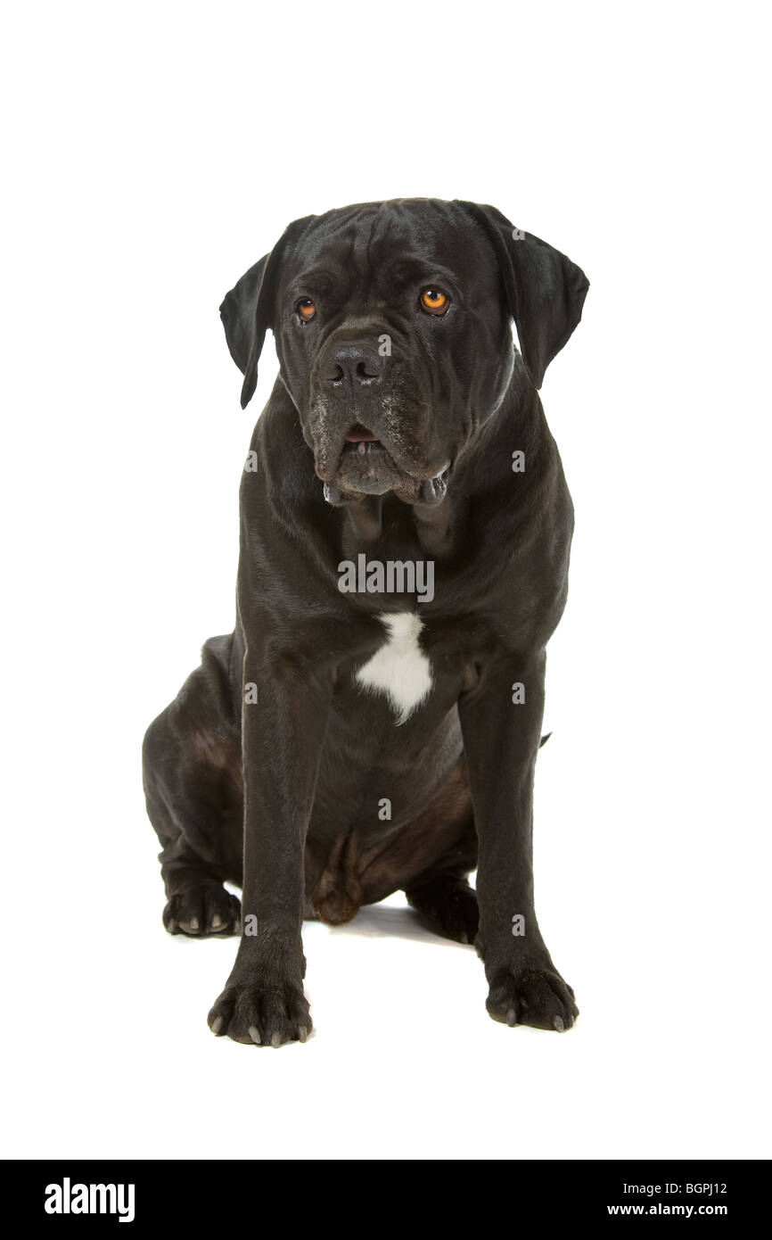Acercamiento de caña negra Corso perro aislado sobre fondo blanco. Foto de stock